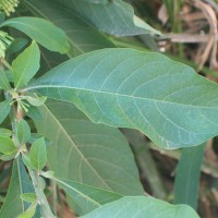 Iochroma arborescens (L.) J.M.H.Shaw